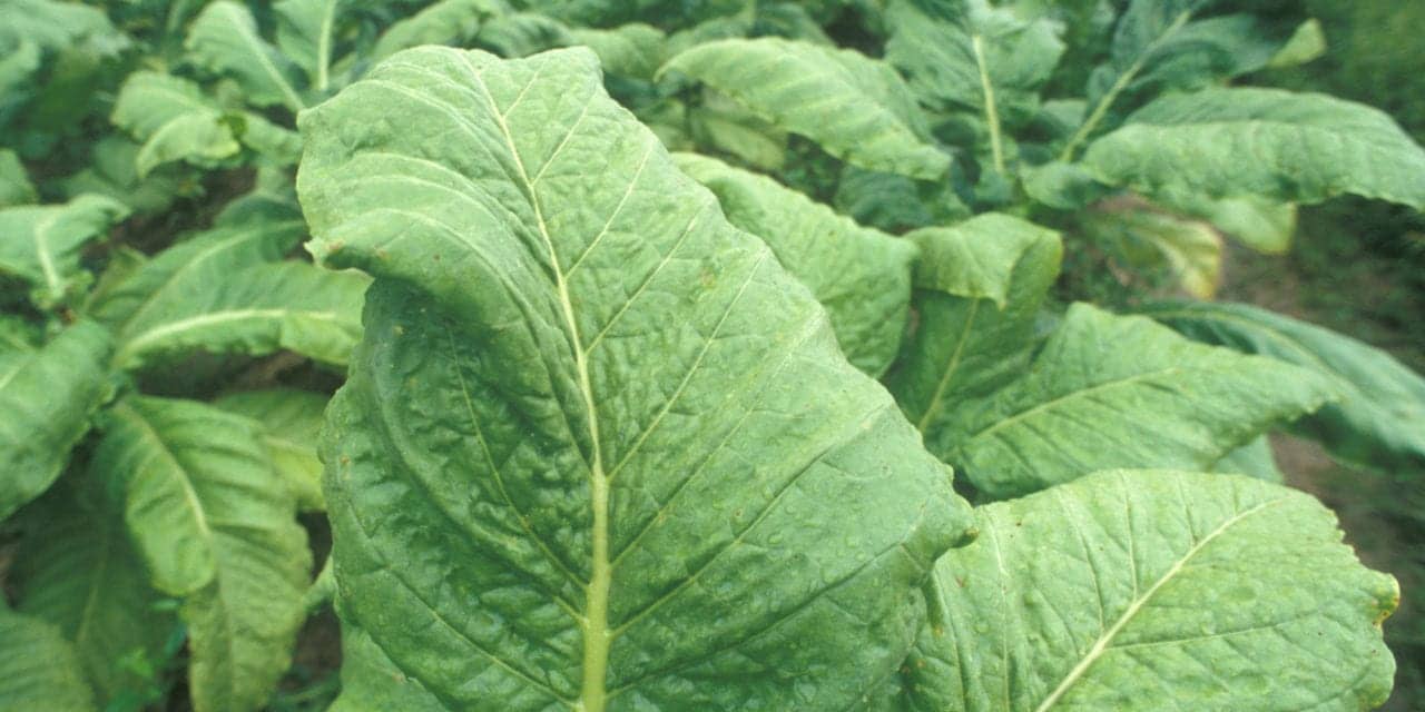 Can Tobacco Create a Coronavirus Vaccine?